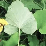 Мать-и-мачеха