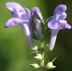 Шлемник байкальский