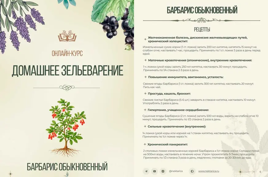 PDF-материалы по травам курса